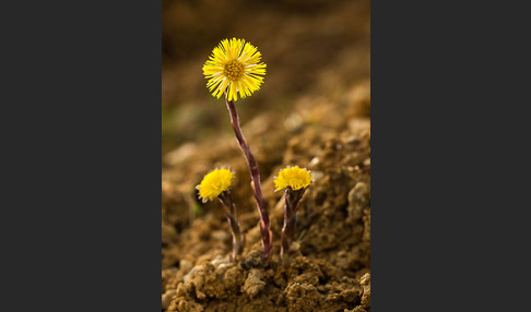 Huflattich (Tussilago farfara)