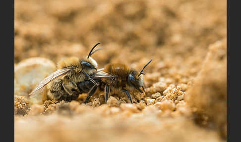 Frühlings-Seidenbiene (Colletes cunicularius)