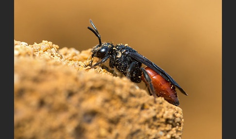 Große Blutbiene (Sphecodes albilabris)