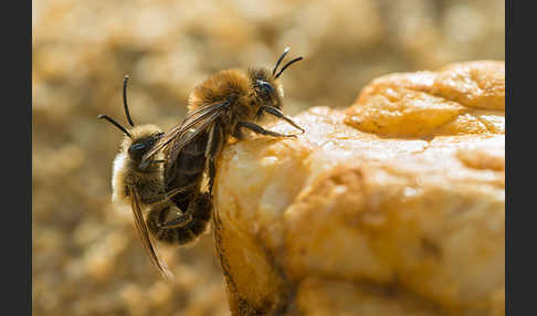 Frühlings-Seidenbiene (Colletes cunicularius)