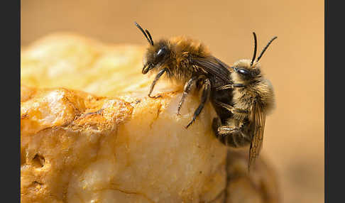 Frühlings-Seidenbiene (Colletes cunicularius)