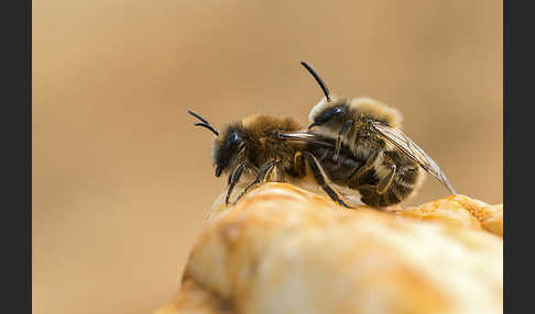 Frühlings-Seidenbiene (Colletes cunicularius)