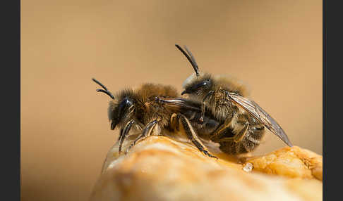 Frühlings-Seidenbiene (Colletes cunicularius)