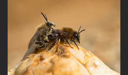 Frühlings-Seidenbiene (Colletes cunicularius)