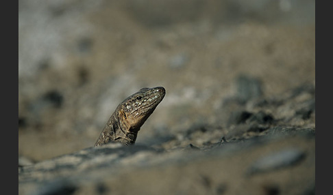 Riesenkanareneidechse (Gallotia stehlini)