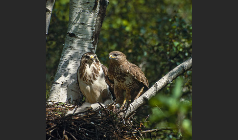 Mäusebussard (Buteo buteo)