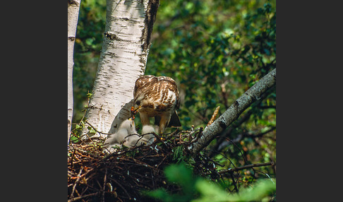 Mäusebussard (Buteo buteo)