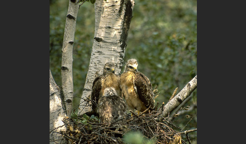 Mäusebussard (Buteo buteo)