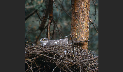 Sperber (Accipiter nisus)