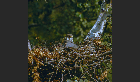 Baumfalke (Falco subbuteo)