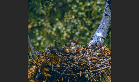 Baumfalke (Falco subbuteo)