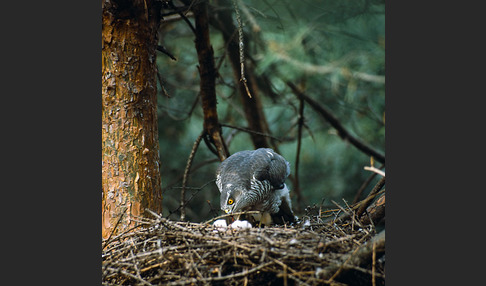 Sperber (Accipiter nisus)