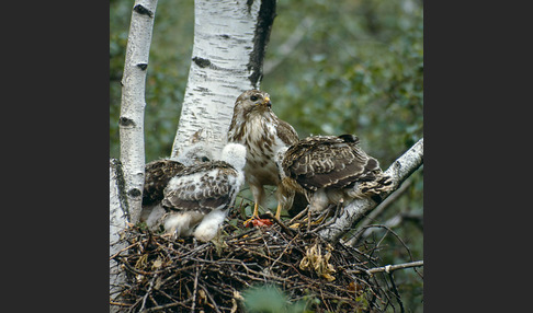 Mäusebussard (Buteo buteo)