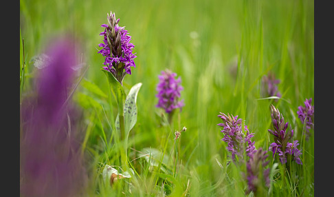 Breitblättrige Kuckucksblume (Dactylorhiza majalis)