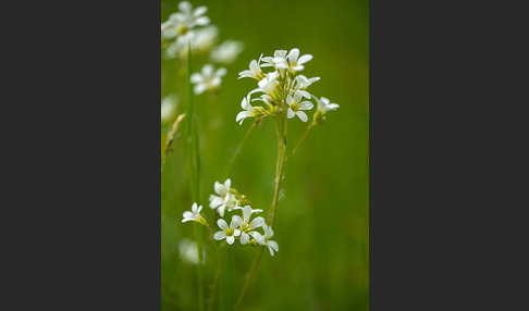 Körnchen-Steinbrech (Saxifraga granulata)