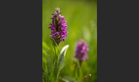 Breitblättrige Kuckucksblume (Dactylorhiza majalis)