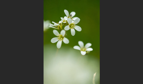 Körnchen-Steinbrech (Saxifraga granulata)