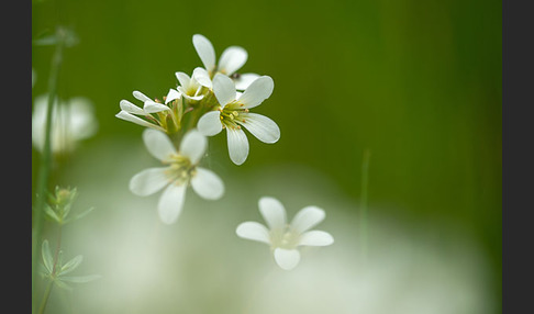 Körnchen-Steinbrech (Saxifraga granulata)