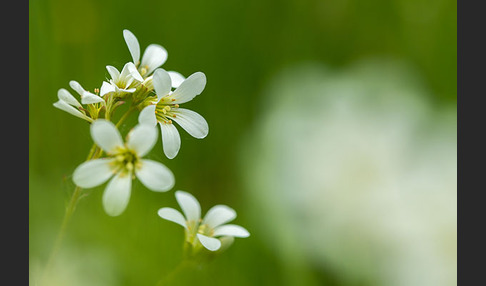 Körnchen-Steinbrech (Saxifraga granulata)