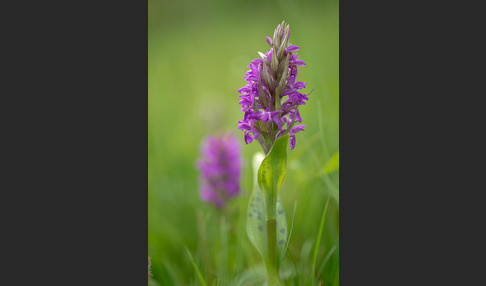 Breitblättrige Kuckucksblume (Dactylorhiza majalis)