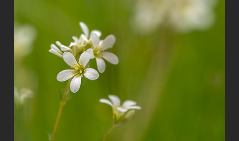 Körnchen-Steinbrech (Saxifraga granulata)