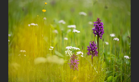 Breitblättrige Kuckucksblume (Dactylorhiza majalis)