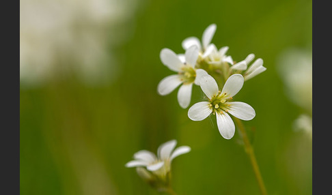 Körnchen-Steinbrech (Saxifraga granulata)