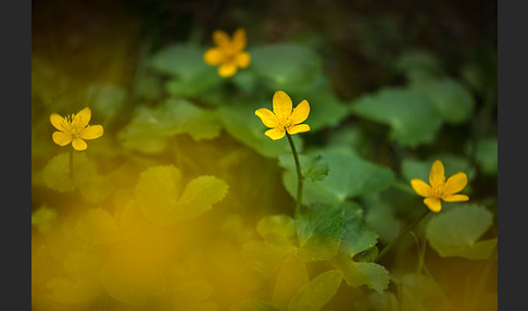 Sumpf-Dotterblume (Caltha palustris)