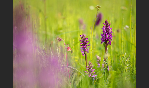 Breitblättrige Kuckucksblume (Dactylorhiza majalis)