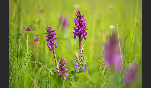 Breitblättrige Kuckucksblume (Dactylorhiza majalis)