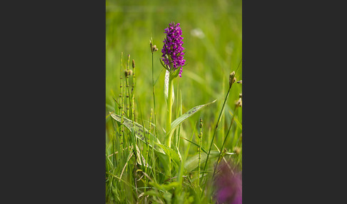 Breitblättrige Kuckucksblume (Dactylorhiza majalis)