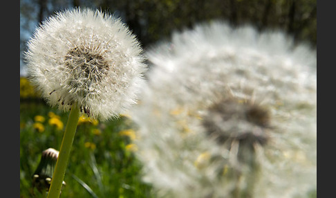 Gemeiner Löwenzahn (Taraxacum officinale agg.)