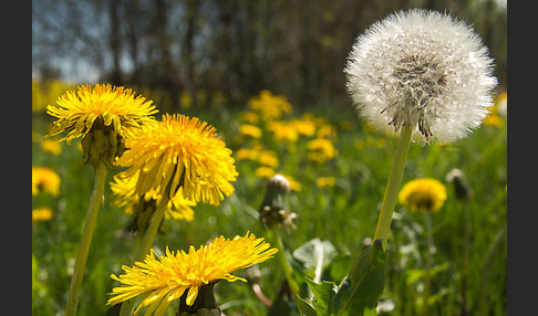 Gemeiner Löwenzahn (Taraxacum officinale agg.)