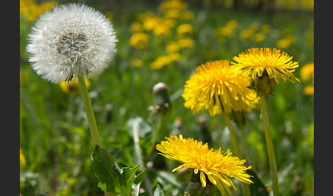 Gemeiner Löwenzahn (Taraxacum officinale agg.)