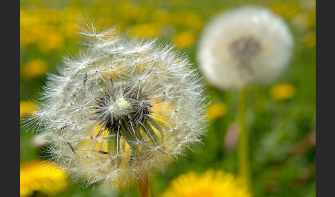 Gemeiner Löwenzahn (Taraxacum officinale agg.)