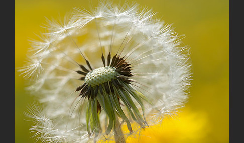 Gemeiner Löwenzahn (Taraxacum officinale agg.)