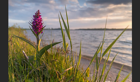 Breitblättrige Kuckucksblume (Dactylorhiza majalis)