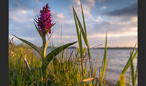 Breitblättrige Kuckucksblume (Dactylorhiza majalis)