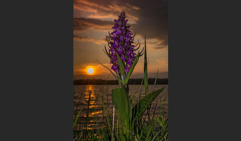 Breitblättrige Kuckucksblume (Dactylorhiza majalis)