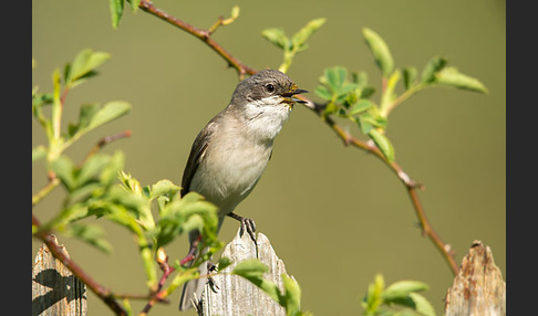 Zaungrasmücke (Sylvia curruca)