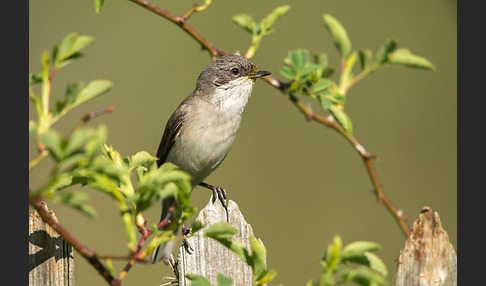 Zaungrasmücke (Sylvia curruca)