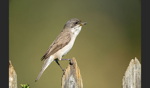 Zaungrasmücke (Sylvia curruca)