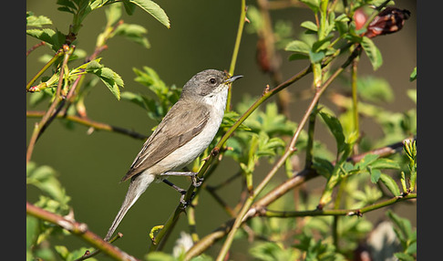 Zaungrasmücke (Sylvia curruca)