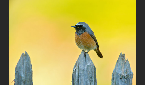 Gartenrotschwanz (Phoenicurus phoenicurus)