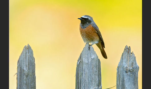 Gartenrotschwanz (Phoenicurus phoenicurus)