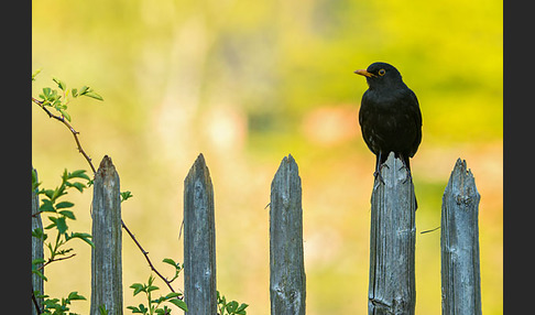 Amsel (Turdus merula)