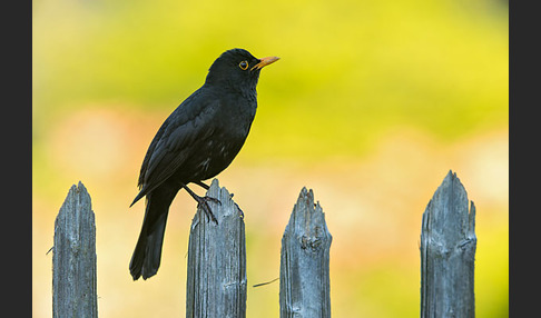 Amsel (Turdus merula)