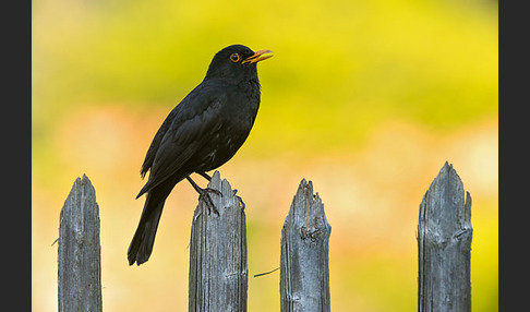 Amsel (Turdus merula)