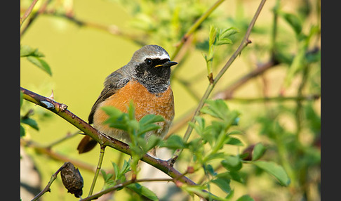 Gartenrotschwanz (Phoenicurus phoenicurus)