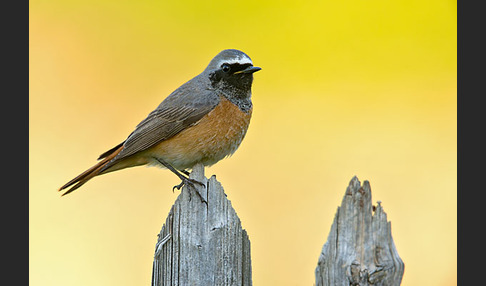 Gartenrotschwanz (Phoenicurus phoenicurus)